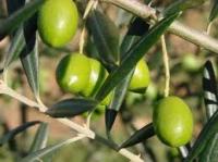 تصدير الزيت والزيتون يدر على المغرب 1,5 مليار