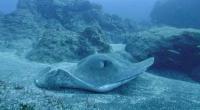 بالفيديو: غوّاص يصوّر كائناً غامضاً في أعماق المحيط