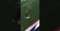 بالفيديو.. سمكة تحاول سرقة صياد فتلقى جزاءها