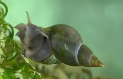 تحذيرات من انتشار دودة طفيلية خطيرة في وجهات العطلات الأوروبية