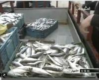 ارتفاع أسعار السمك بالحسيمة 