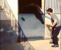 بالفيديو:  رقص أحمد السقا مع حصانه