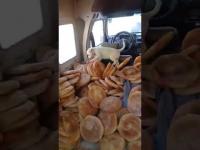 في استهتار خطير بصحة المواطنين .. كلب يلعب فوق الخبز بداخل سيارة بالداخلة "فيديو"
