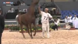 اختتام معرض الخيل بمدينة الجديدة