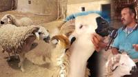 قبل عيد الأضحى..شاهد أكبر حولي صردي، ها شحال كياكل فالنهار وهذا الثمن ديالو
