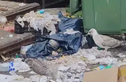 تلوث بيئي خطير يهدد ميناء الحسيمة وسط مطالب بالتدخل العاجل