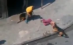 (كلبان ينهشان شخصا بالدار البيضاء :(فيديو صادم