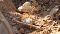 العثور على مقبرة جماعية جنوب العراق تضم رفات أسرى كويتيين