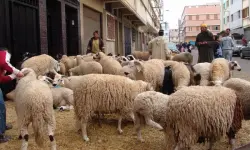 تنفيذا لقرار عاهل البلاد.. السلطات المحلية تبدأ بمنع بيع الأكباش والأنشطة المرتبطة بعيد الأضحى