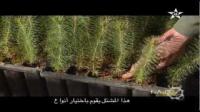 الثروة الغابوية بالمغرب