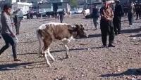 العراق.. بقرة نادرة بثلاث أرجل تُعرض للبيع  بسعر خيالي