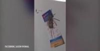 بالفيديو.. لقطات غريبة لعنكبوت ضخم يأكل فأرا