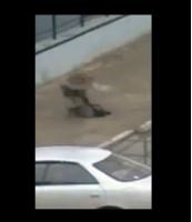 شاهد ما وقع لرجل أراد سرقة غطاء بالوعة