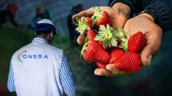 تسجيل صوتي "مجهول" حول تلوث الفراولة بفيروس التهاب الكبد يرعب المغاربة و"أونسا" تدخل على الخط