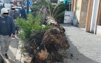 نجاة شابة عشرينية من موت محقق بعد سقوط نخلة بسبب الرياح القوية في طنجة
