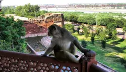 فوضى داخل معبد هندي بعد اقتحام مفاجئ للقرود تسفر عن قتلى وجرحى