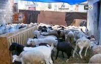مغاربة أمريكا وعيد الأضحى