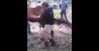بالفيديو.. رجل حاول ركوب حصان فتلقى ركلة قاسية في الوجه