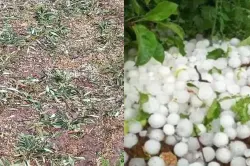 عواصف "التبروري" تضرب قلعة السراغنة وتكبد فلاحي الزيتون خسائر فادحة