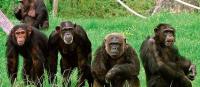 روسيا تدرب 4 قرود لرحلة إلى المريخ في 2017!