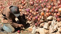 نار الأسعار تلهب جيوب المغاربة.. البصل يتحول إلى "ذهب أحمر" في سوق إنزكان