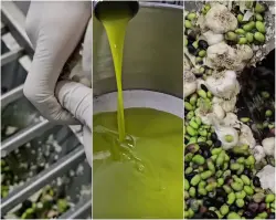 طحن الثوم مع الزيتون… كنز صحي ونكهة زيت فريدة تحت الطلب