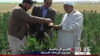 مشروع زراعة نبتة الكينوا المدر للدخل بإقليم الرحامنة