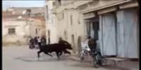 انتفاضة ثور أسود بمدينة وجدة المغربية 