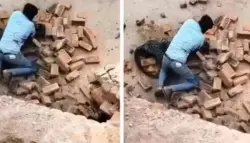 فيديو صادم... نمر يهاجم عاملاً داخل مصنع طوب في الهند ويثير ذعراً واسعاً