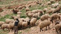 عاجل... اعتقال 3 مشتبه فيهم في الاغتصاب الجماعي للقاصر راعي الغنم وهذه آخر  التطورات