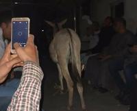 مصر: حمار يستقل القطار وسط ذهول الركاب وصاحبه يتكبد غرامة