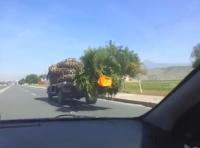 بالفيديو .. فايسبوكيون : "وقتاش تاينوض  نخل ، نهار تايكون جاي الملك "