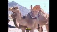 مسابقة أفضل ناقة حلوب