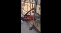 بالفيديو.. شفار حصل وسط الدار بطريقة غريبة.. شوفو شنو وقع ليه !!!