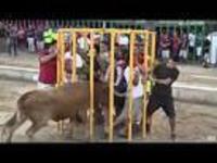 احتموا داخل قفص حديدي و لكن الثور الهائج كان له رأي آخر
