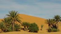 حاسي البيض بمرزوكة واحة يهددها التصحر وزحف الرمال من كل الجوانب