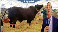 ما شاء الله.. أضخم ثور بالمعرض الفلاحي وزنه يتجاوز 1800 كيلو