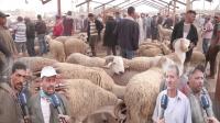 من سوق سطات: الحولي الصردي موجود والثمن مناسب والكسابة معجبهمش الحال "حنا مضرورين"