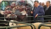 "طانكات" وزارة الفلاحة تفشل في منع الغش في الأضاحي وعشرات المواطنين يتقدمون بشكايات رسمية بعد اخضرار لحومهم