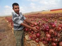 أزمة البصل بالمغرب: الحكومة تلجأ إلى الاستيراد لتجنب أسعار خيالية