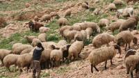 نهاية مؤلمة لطفلة كانت ترعى الغنم بإقليم الدريوش