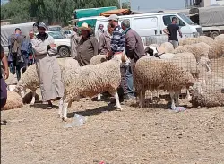 وزير الفلاحة يكشف موقفه من إلغاء عيد الأضحى ويؤكد أن القطيع الوطني نقص بأزيد من الثلث
