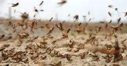 أسراب الجراد تقف على أعتاب المغرب..هل ستؤثر على أسعار المواد الغذائية؟