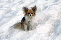 "بطل بأربعة أرجل".. كلب ينقذ صاحبه من موت محقّق في جليد سويسرا