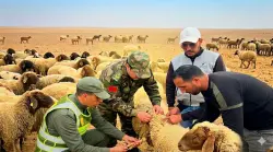 السلطات المحلية ببوميةـميدلت تراقب الأضاحي وتضبط أسعار المواشي قبل ايام من حلول العيد