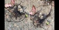 بالفيديو والصور.. العثور على حشرة فضائية في تايوان