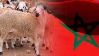 لا إلغاء لعيد الأضحى لهذه السنة ووزارة الفلاحة تواصل استعداداتها لتنظيم الشعيرة الدينية