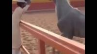 شاهد ماذا فعل حصان اصيل عندما أحس بالاهانة ؟