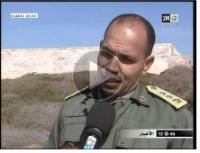 اسباب نفوق طائر النورس