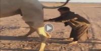 بالفيديو: شخص يغتسل ببول الناقة و السبب....